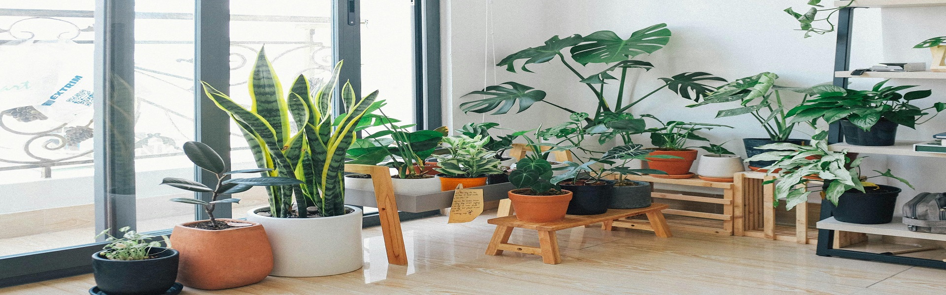 Buy Indoor Plants