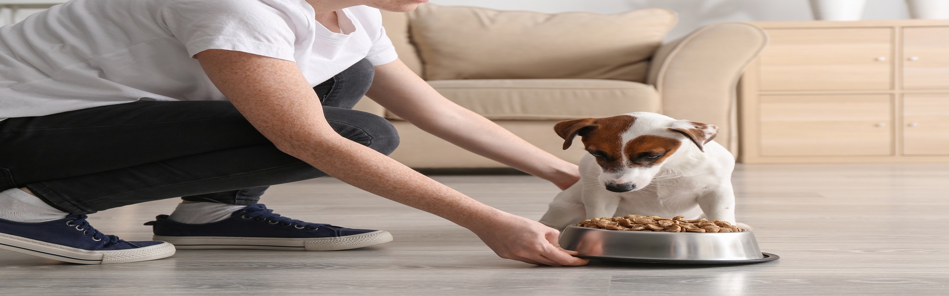 Woman feeding her cute dog at home