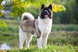 Akita-standing-outdoors-in-the-summer